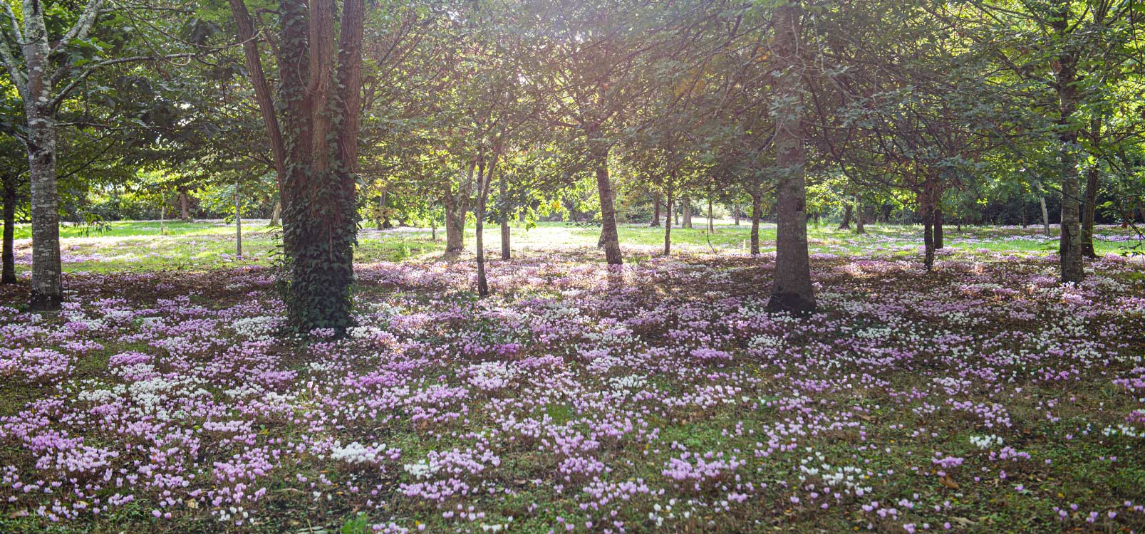 Le parc arboré du Château Siran tapissé de cyclamens