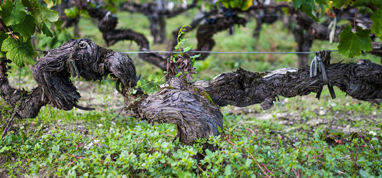 Vieux ceps noueux dans les vignes du Château Siran